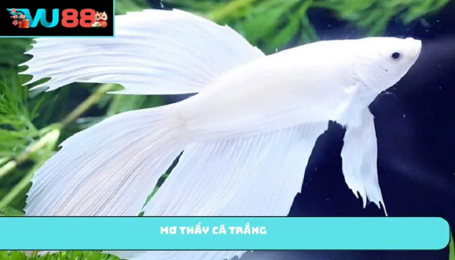 VU88 Mơ Thấy Cá Trắng - Giải Mã Ý Nghĩa Và Con Số May Mắn