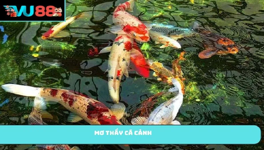 VU88 Mơ Thấy Cá Cảnh Là Điềm Gì? Giải Mã Chi Tiết Và Số May Mắn