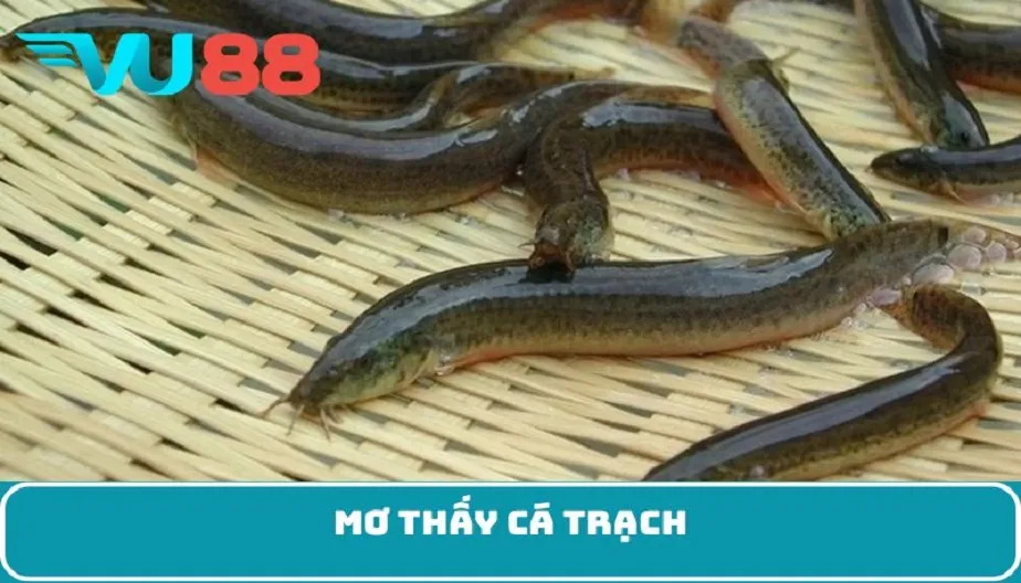 VU88 Giấc Mơ Thấy Cá Trạch - Giải Mã Điềm Báo Bí Ẩn Về Tương Lai?
